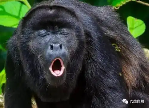 吼猴靠发生吼叫声吓退敌人的猴子