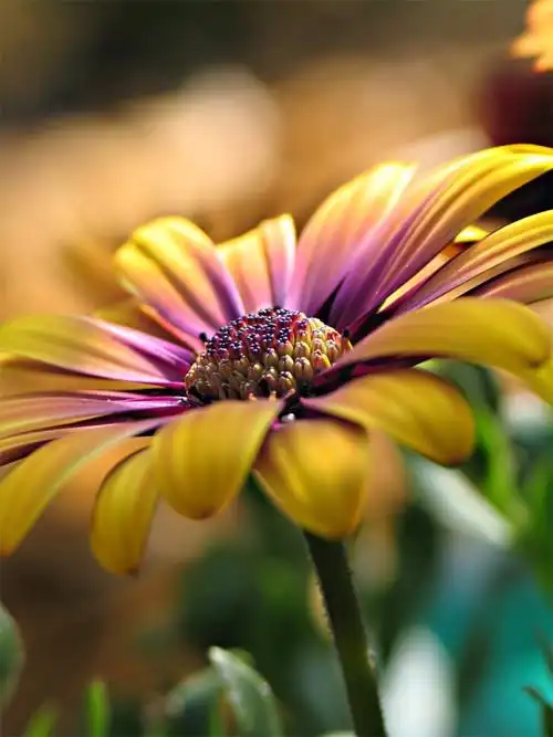 拨动心弦的鲜花摄影作品欣赏