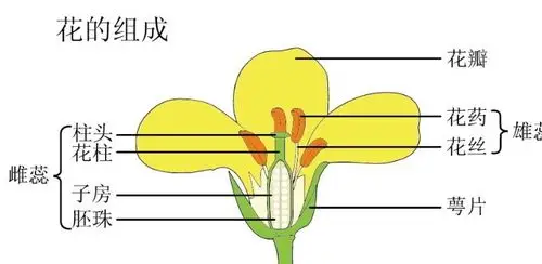 最后由姗姗小老师给大家说说油菜花的结构吧