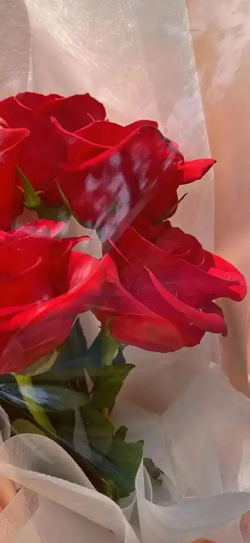 全面屏鲜花壁纸,浪漫至死不渝 - 知乎