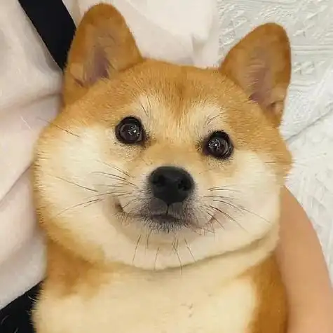 呆萌可爱的小狗图片头像白色的狗狗是我的最爱了