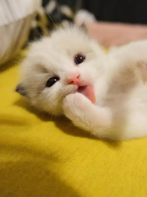 太可爱了叭小奶猫成长日记富士相机