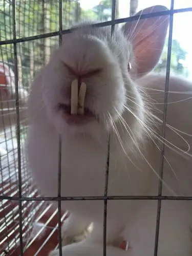 警惕宠物兔牙齿疾病