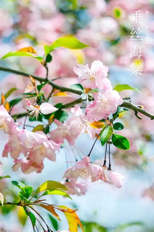 春日计划徒步月牙湖