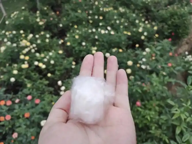 不出远门过五一  坐在南湖看花,一阵风把木棉花的花絮吹落在身旁