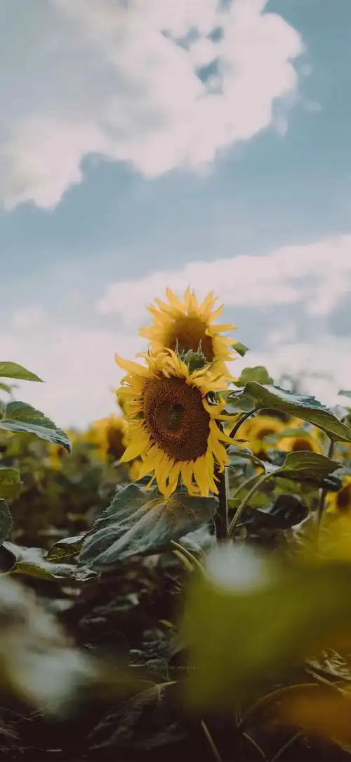 可爱清新梦幻壁纸 有全面屏和小屏两种壁纸