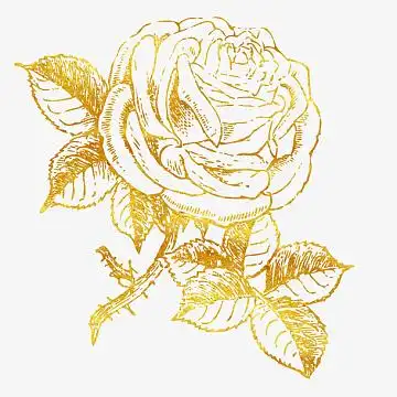 玫瑰免抠图素材_玫瑰免抠图图片元素-觅元素