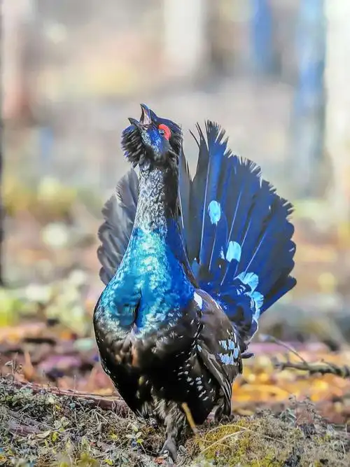 难得一见的世界珍稀鸟类摄影展