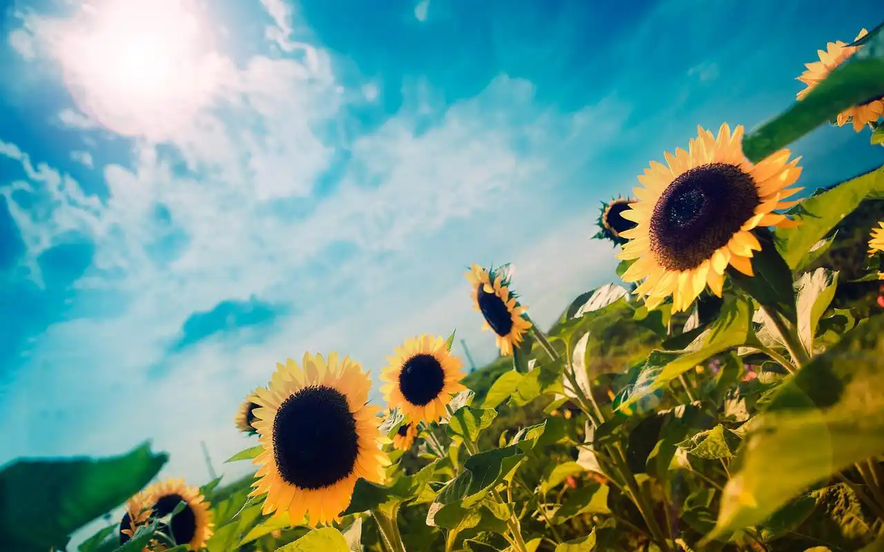 向日葵花朵高清桌面电脑壁纸