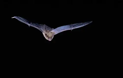 室外,夜晚,正面,蝙蝠,野生动物,飞翔,伸展,张开,展翅,黑色背景,飞行