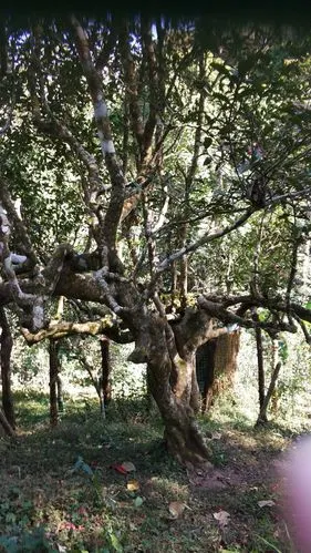 云南景洪南糯山老茶树