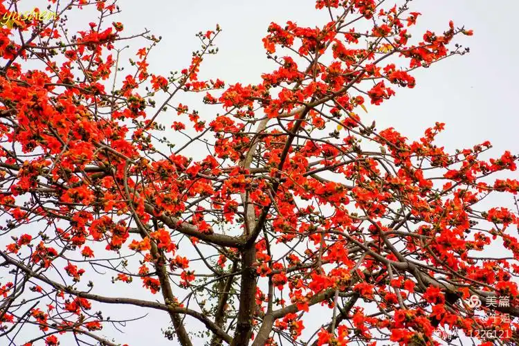 其它 春——木棉花 写美篇  木棉花属落叶大乔木,高可达25米,树皮灰白