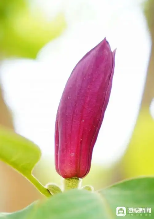 含苞待放玉兰花