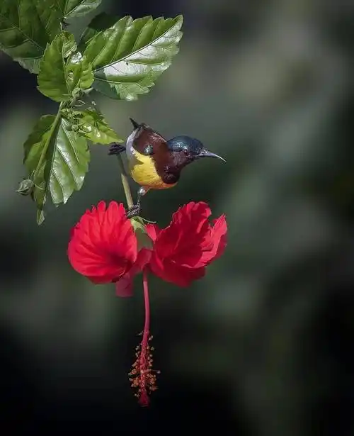 美丽生动花鸟图