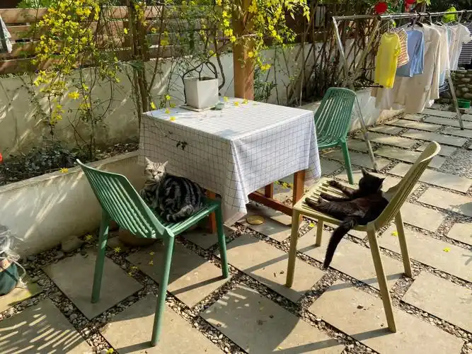 猫比我都还会享受生活院子里的小惬意