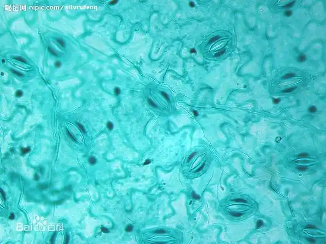 的表面覆盖着一层脂肪性物质,称角质膜(又称角质层),它在叶子表妙最