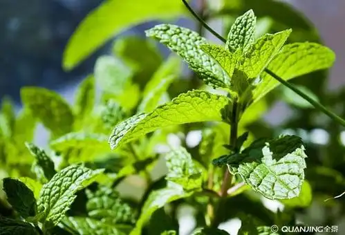薄荷叶