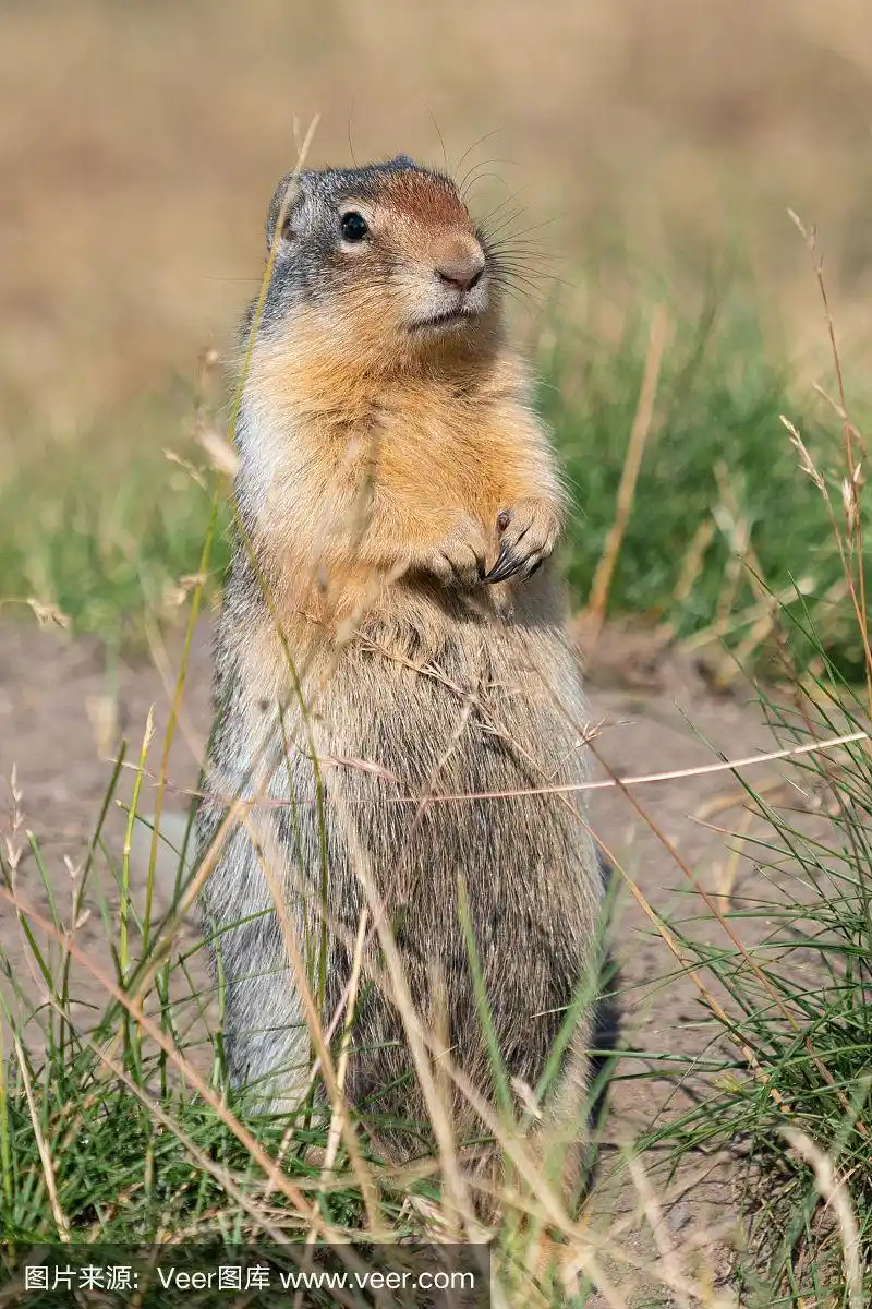 哥伦比亚土拨鼠,动物主题,环境,野生动物,加拿大