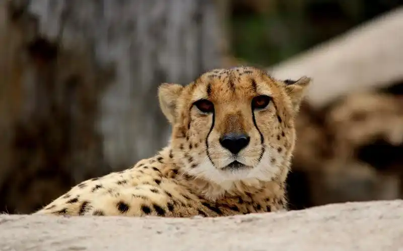 wallpaper cute cheetah, predator, face 3840x2160 uhd 4k picture,