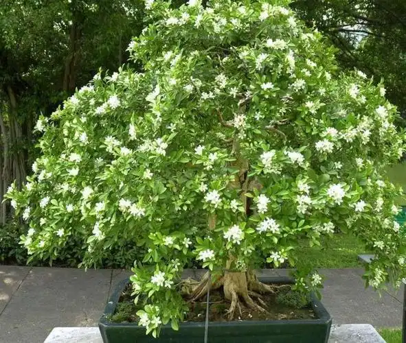 想让九里香爆花吗?学会这三招即可,简单又实用