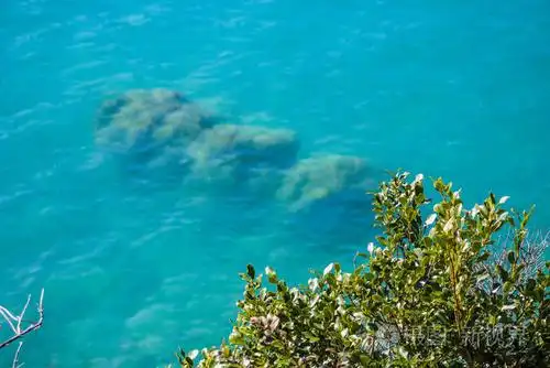 新西兰南岛柯勒律治湖蓝水前的绿色植物