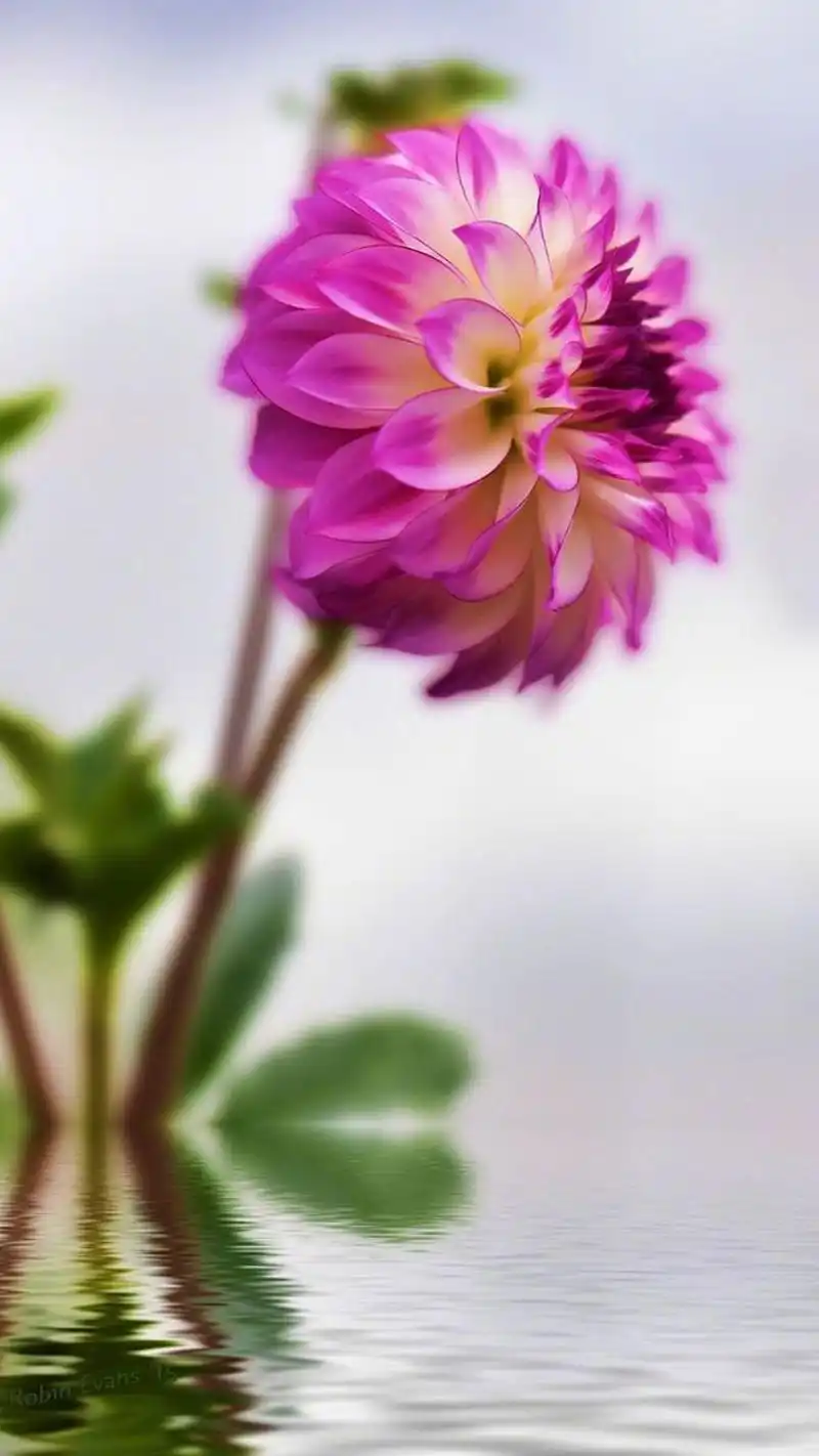 精选唯美植物花卉图片手机壁纸