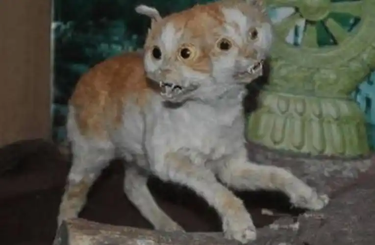 10大变异的动物,那只白色的是什么?这不是科幻片