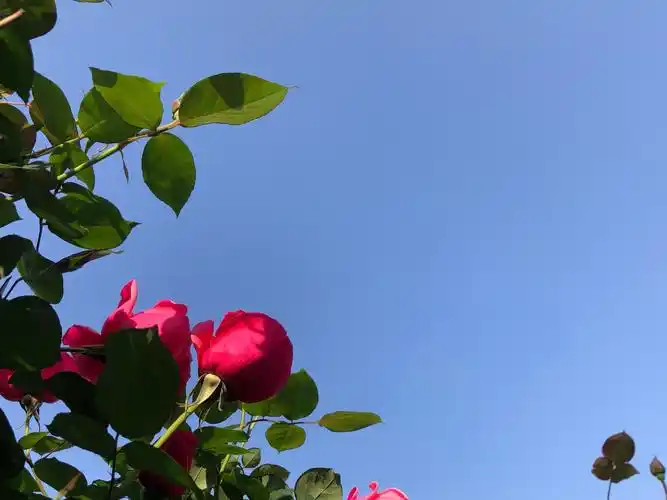 花给自己和人们带来吉祥,健康,平安,灿烂的心情.