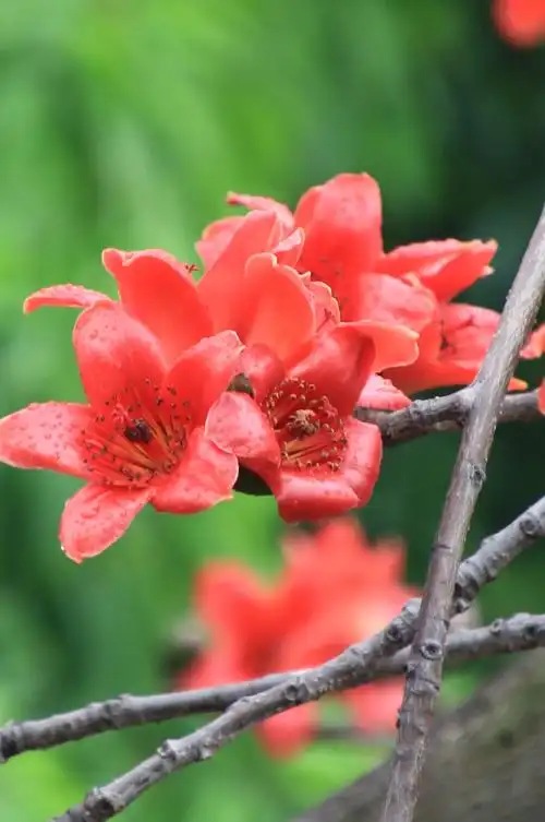 木棉花 广州市市花.拍摄制作lra,音乐:又见山里红.