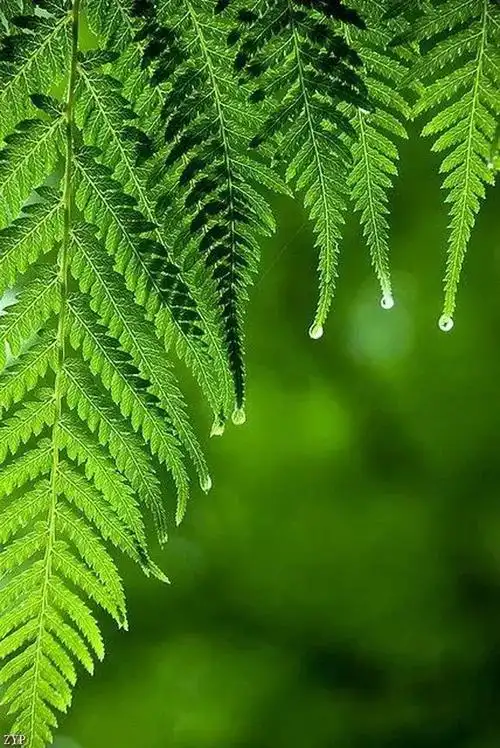 养眼绿色缓解眼疲劳发给朋友们