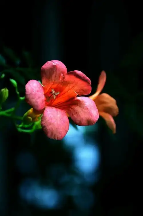 花草山水,图片鲜艳.很喜欢