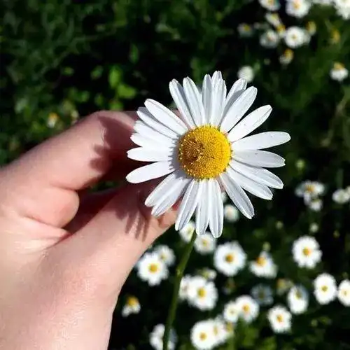 手持花朵小清新微信头像