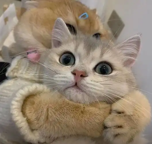 可爱的猫咪头像 喜欢的收藏点赞o～ - 欣酱666 - 图虫