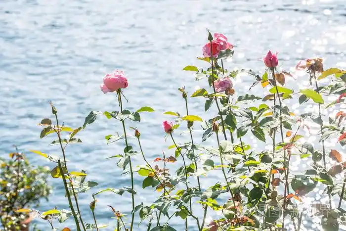 背景是玫瑰和水