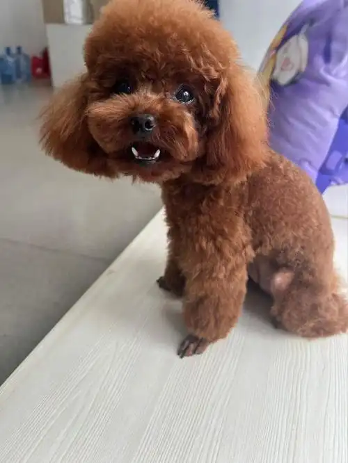 去狗市,300元买下只"泰迪",喂养一个月后,噩梦就开始了!