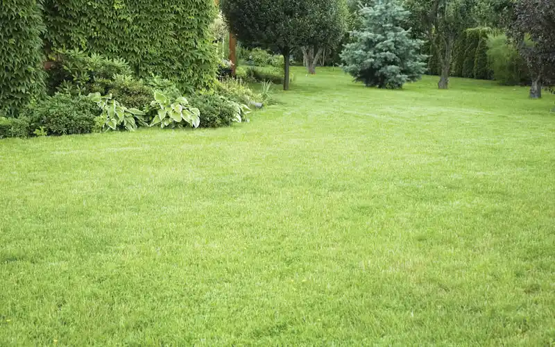 清新护眼绿色草地风景桌面壁纸