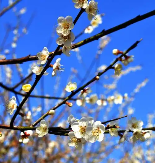 天气晴朗,萝岗香雪,冬梅花开,喜迎宾客.
