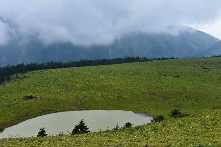 牦牛坪海拔3700米,为典型的高山草甸风光.