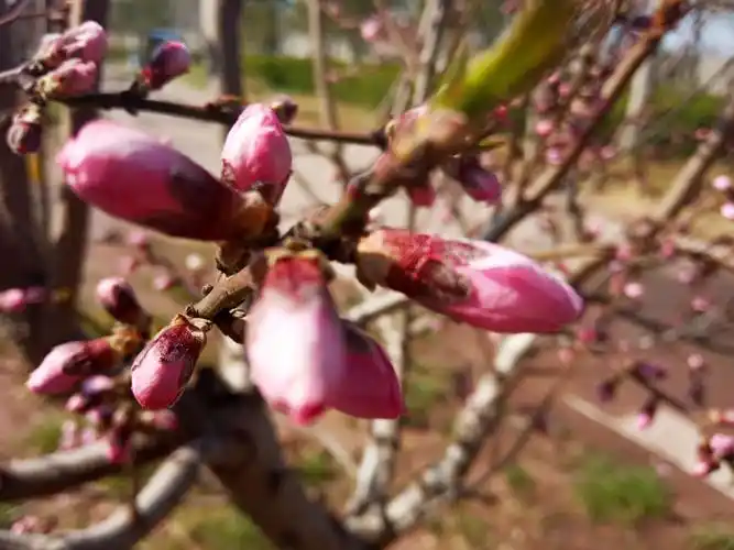 三月桃花笑春风