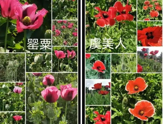 罂粟和虞美人的区别