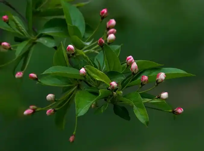 【原摄】海棠花含苞待放