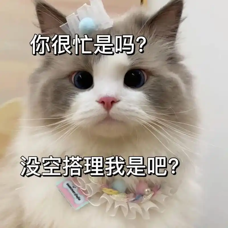 小猫表情包#猫咪表情包#发给对象表情包###表 - 抖音