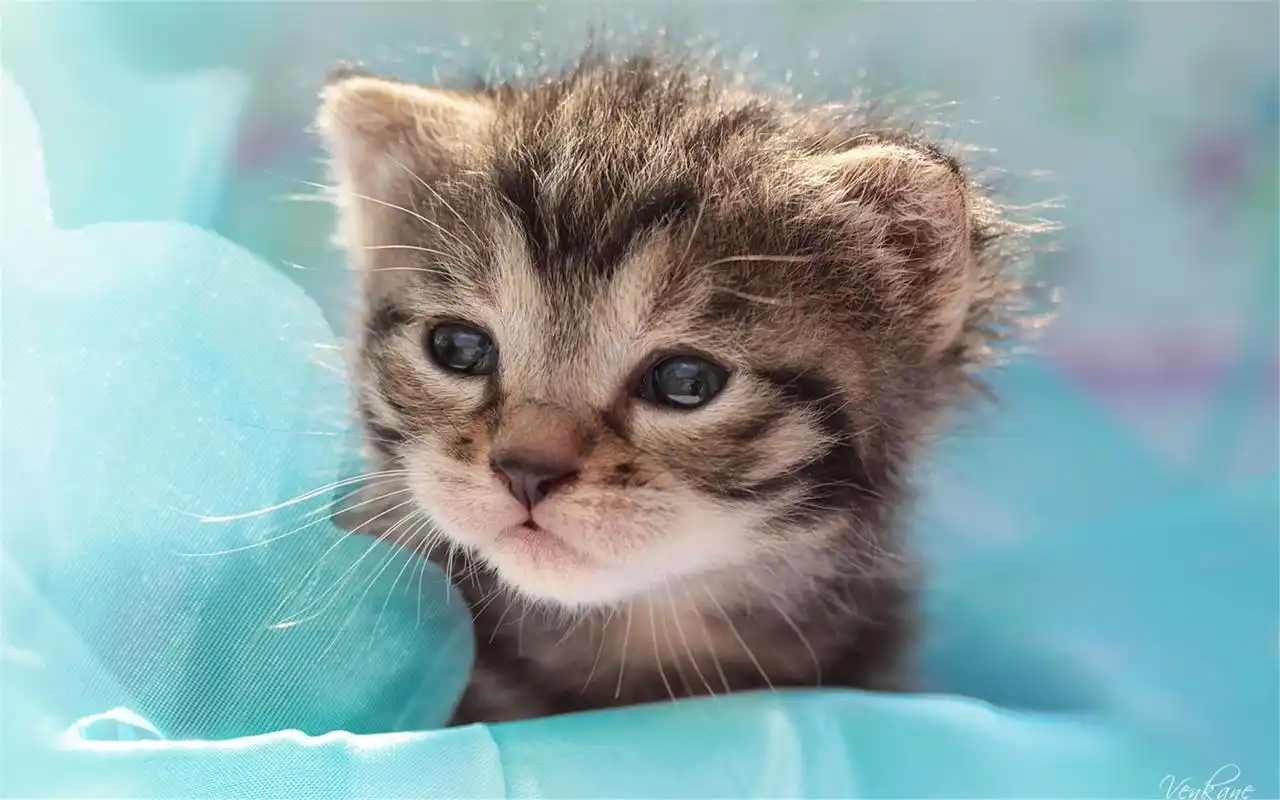 精选可爱的萌宠小猫高清图片桌面壁纸