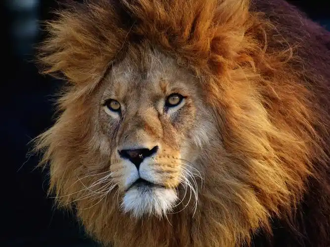 壁纸 狮子,野生动物,脸,鬃毛 3840x2160 uhd 4k 高清壁纸, 图片, 照片