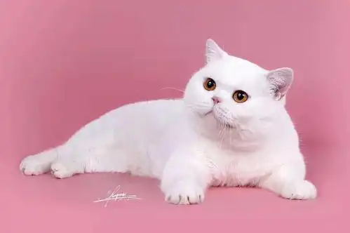 每日一猫 白色英短