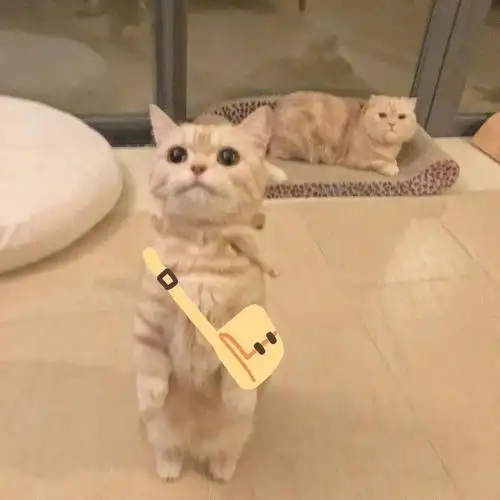 网红猫表情包白色的猫一脸懵的表情包萌萌哒的猫咪表情包来一波