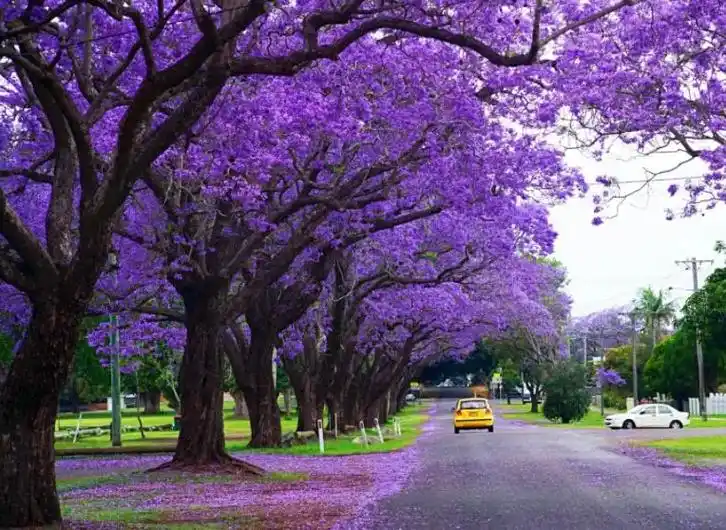 大理蓝花楹.它的花语代表着在绝望之中等待爱情.