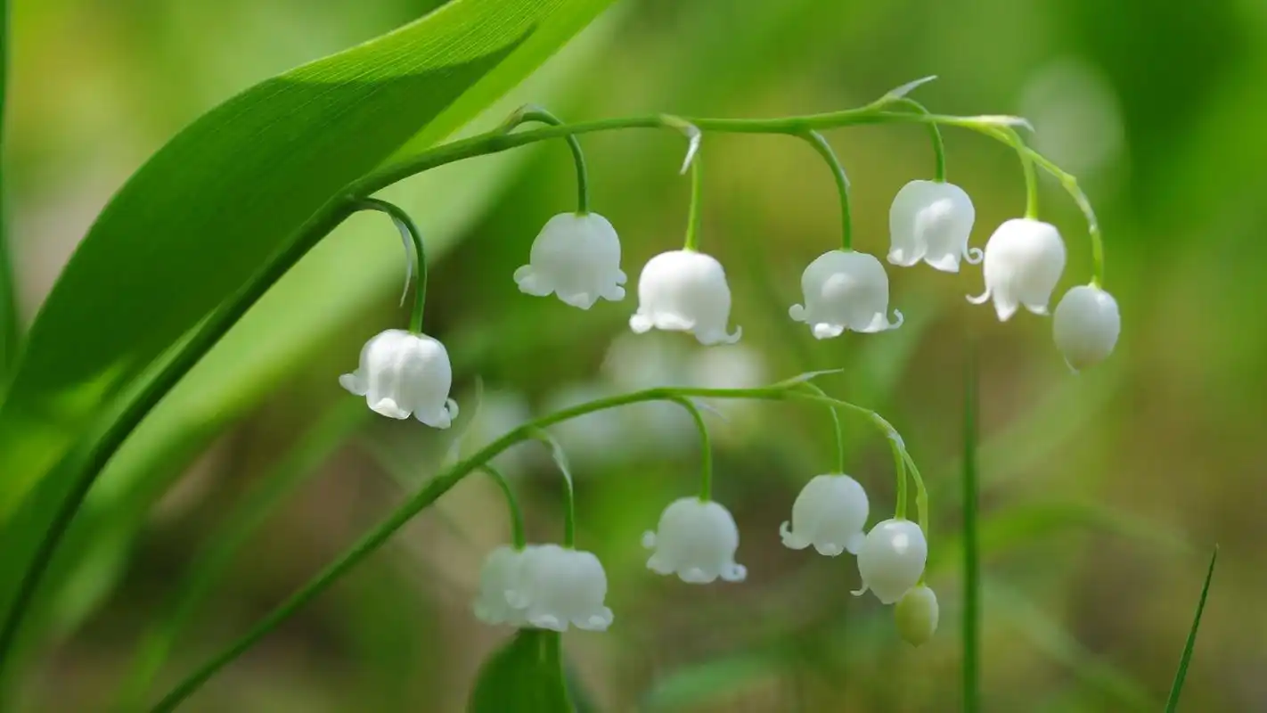 首页 桌面壁纸 植物壁纸 绿色清新护眼铃兰植物摄影高清宽屏壁纸