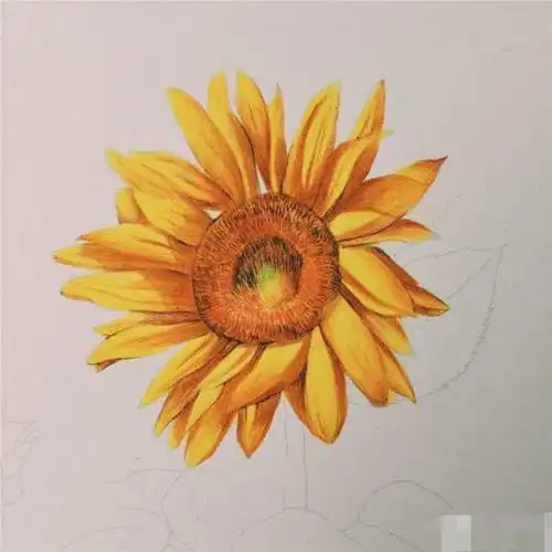 彩铅画自学入门:实例示范教程!零基础怎样开始练习彩铅绘画?