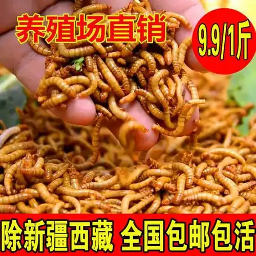 面包虫活虫黄粉虫活体金龙鱼乌龟仓鼠大麦虫画眉鸟食八哥幼虫钓鱼